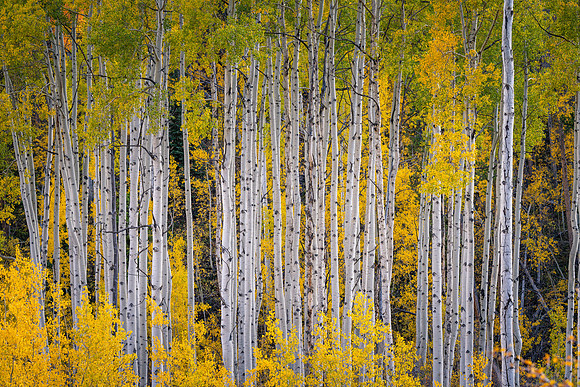Sylvan Lake Aspens