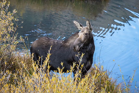 Moose Cow