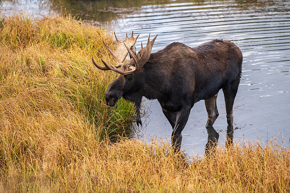 Bukk Moose in Colorado