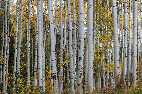Autumn on Brush Creek