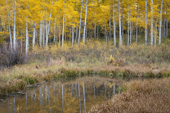 Beaver Pond Reflection