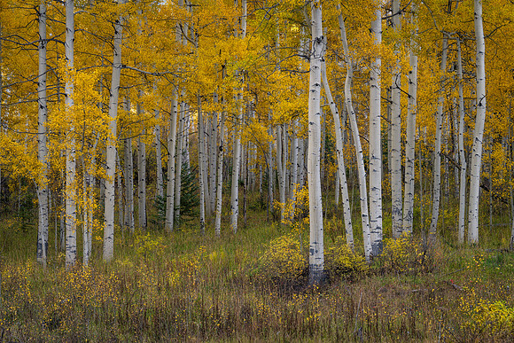Fall Forest