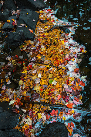 Nature's Palette