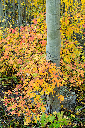 American Lake Autumn