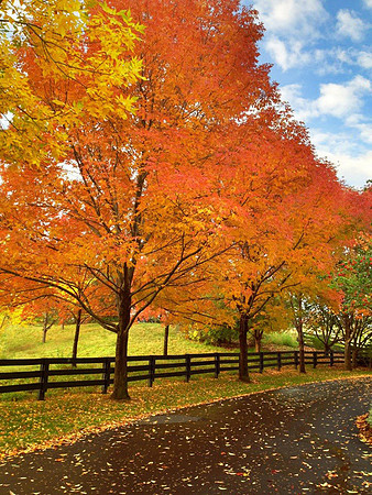 Autumn in Colorado