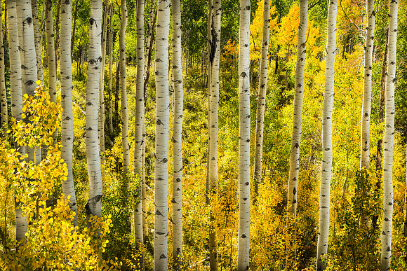 Aspens on McClure Pass