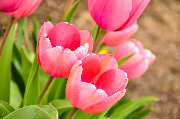 Pink Tulips