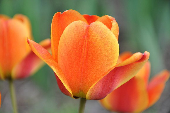 Tulip