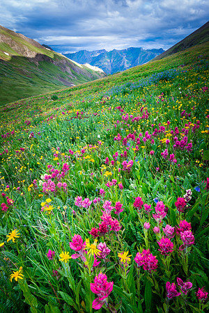 Paintbrush Explosion