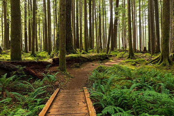 Olympic National park