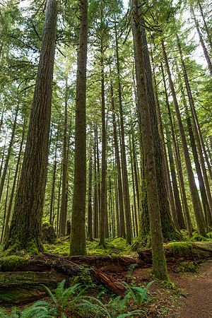 Olympic National Park