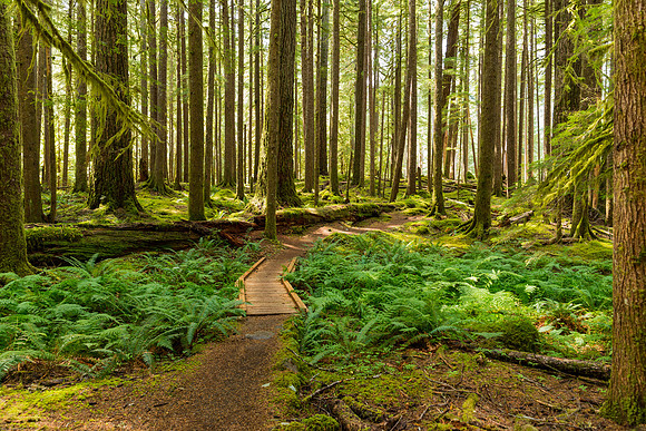 Ancient Grove Trail
