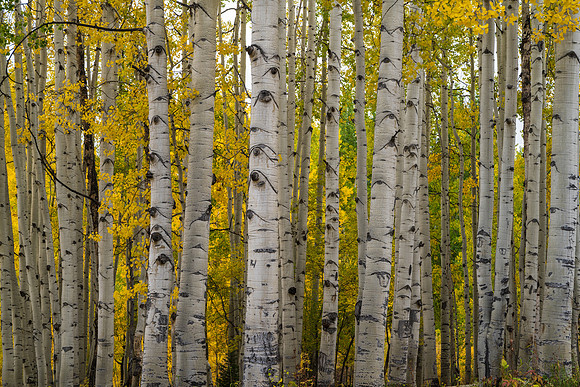 Aspens on Ohio Pass