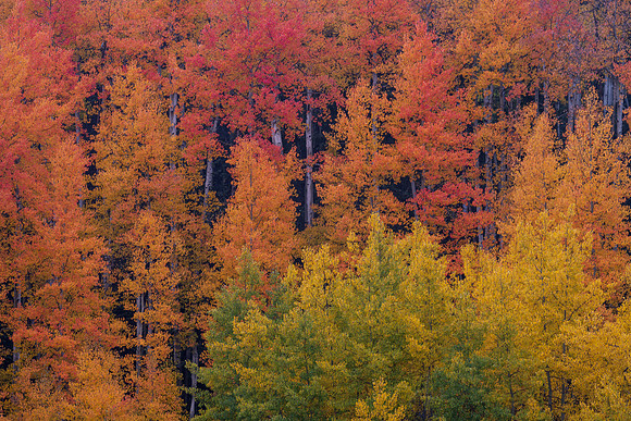 The Full Fall Spectrum