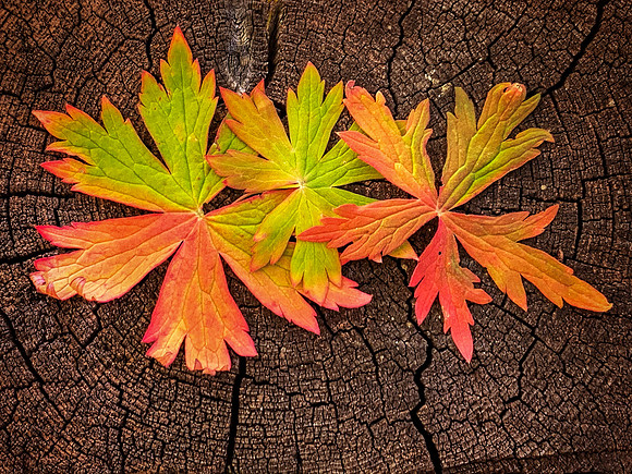 Autumn in the San Juans