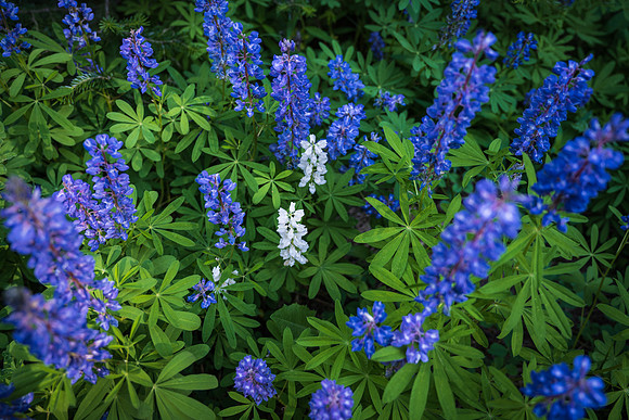 Lupines