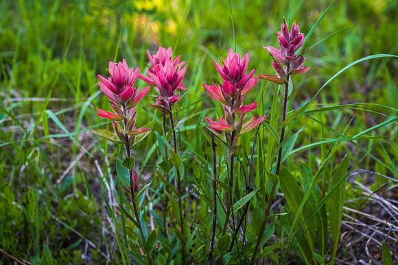 Rosy Paintbrush in the Colorado Mountains