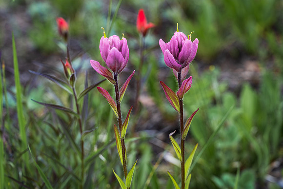 Pink Paintbrush