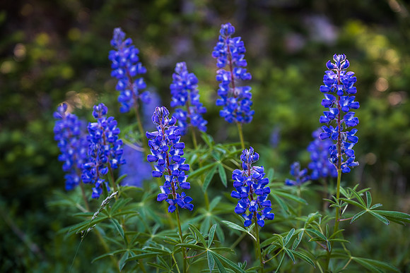 Lupines in the High Country