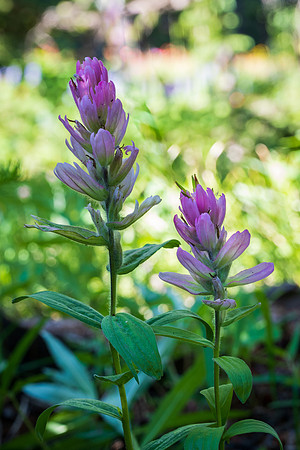 Rosy Paintbrush