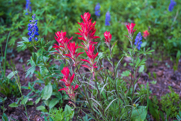 Red Indian Paintbrush