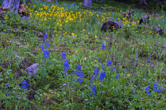 Rocky Mountain Wildflowers