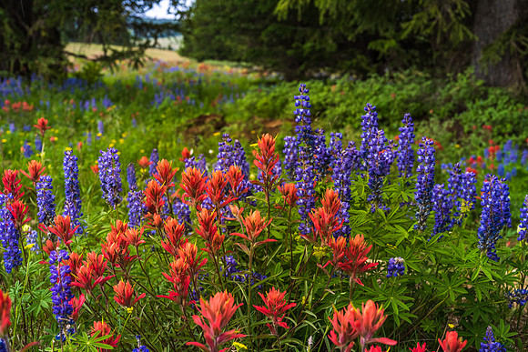 High Country Wildflowers