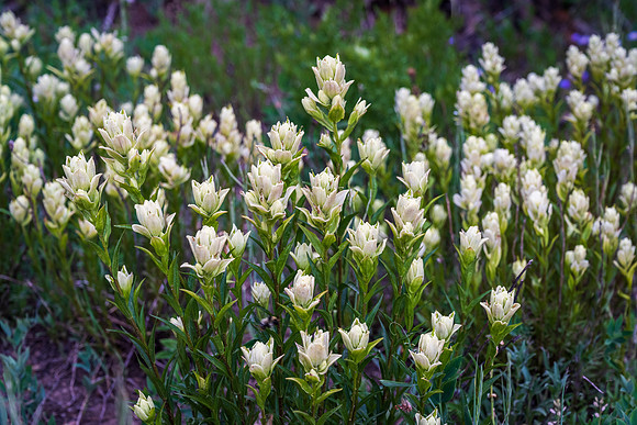 White Indian Paintbrush