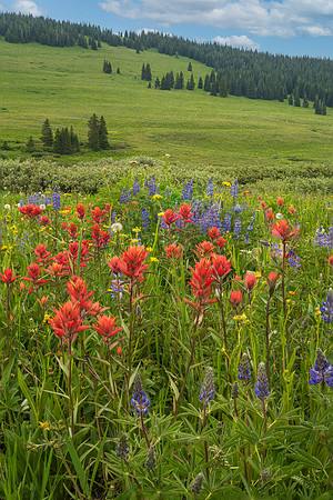 Wildflowers in the High Country