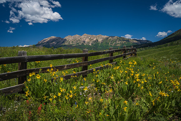 Anthracite Wildflowers