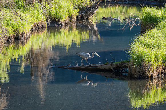Blue Heron Reflection
