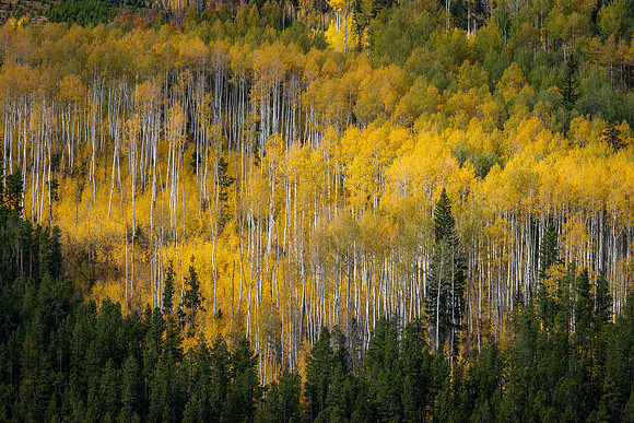 Golden Aspens